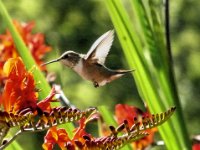 Hummingbird 1